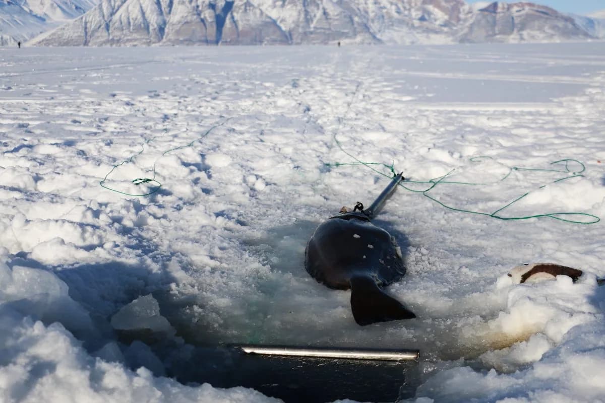 Isfiskeri i Uummannaq