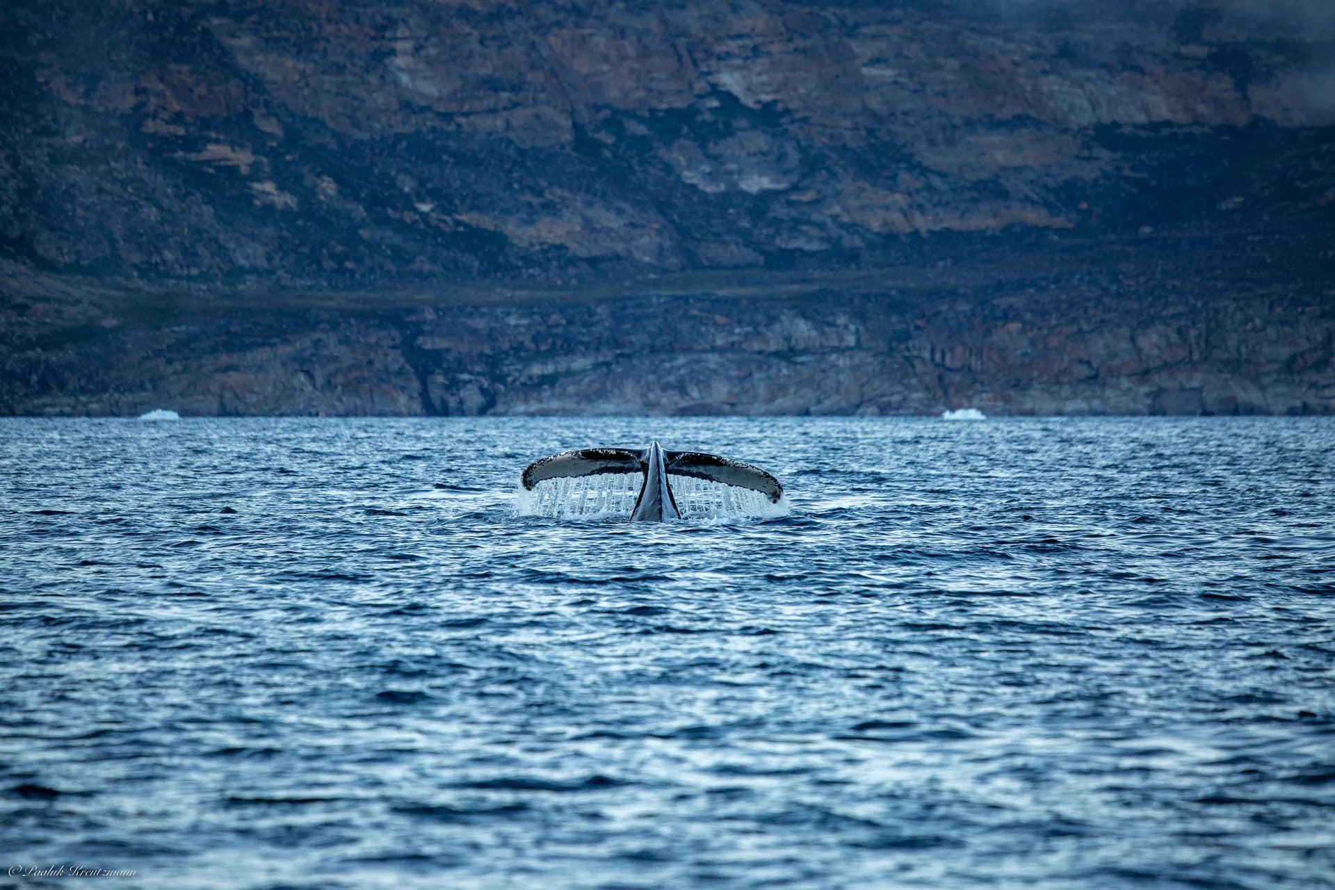 Hvaler i Uummannaq Fjord